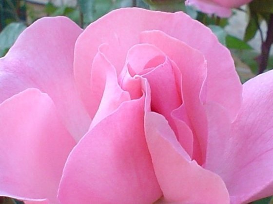 Giardiniere-rózsái (21)