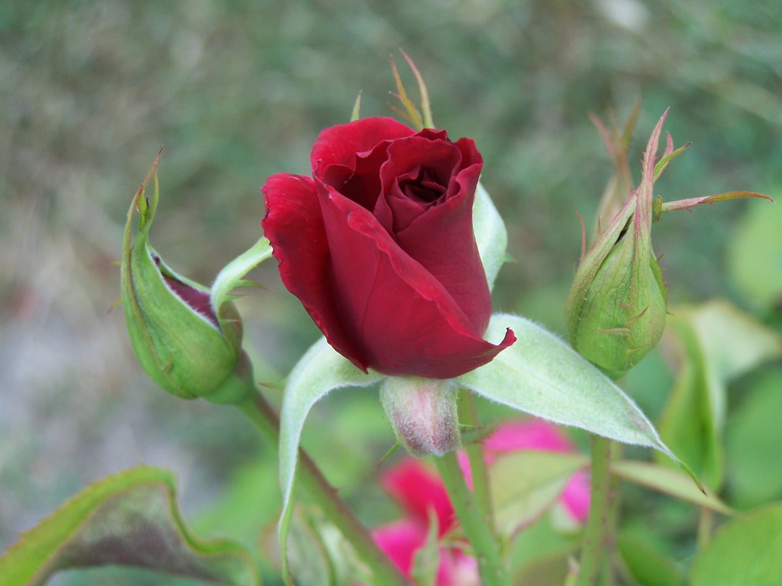 Giardiniere-rózsái (2)
