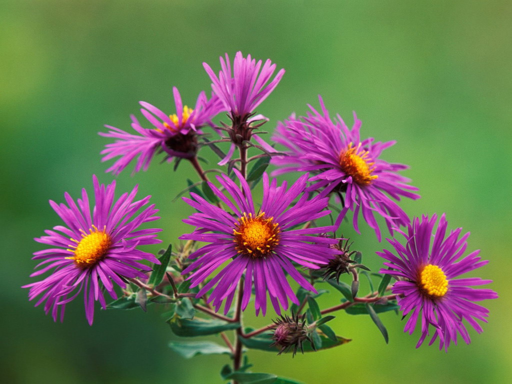 New England Asters