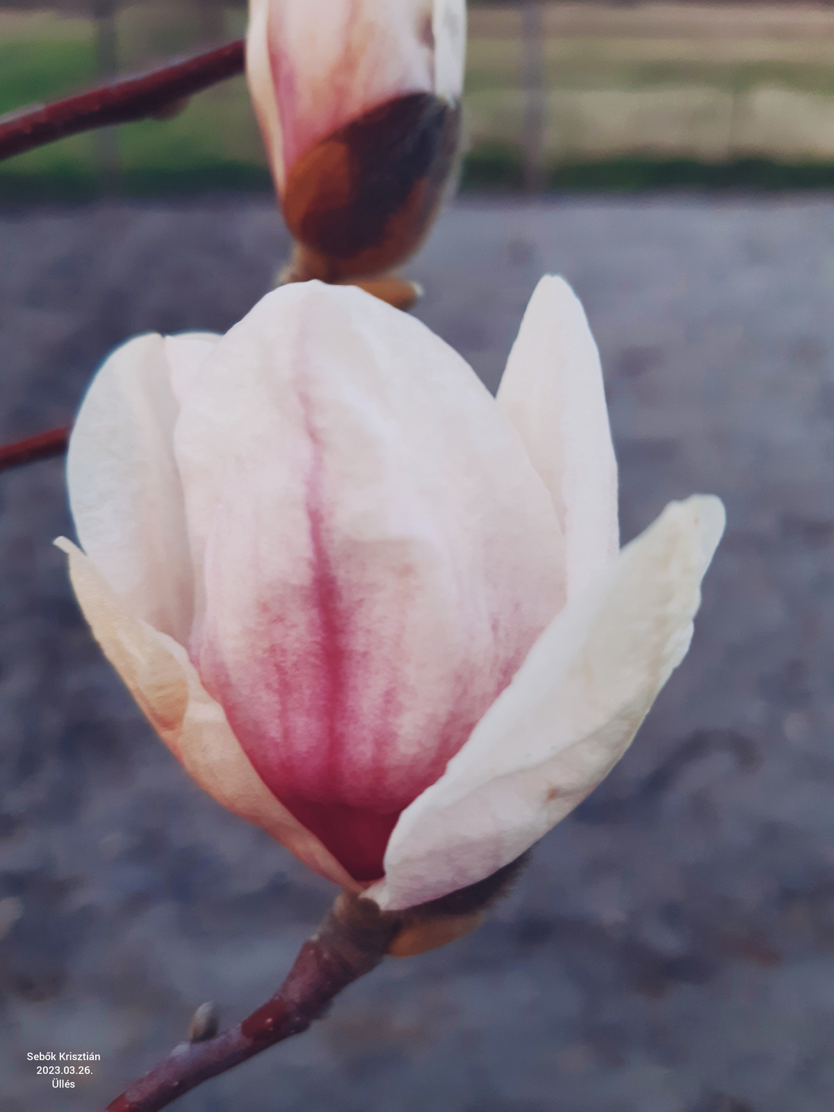 Fehér magnólia virága Üllés, Rózsa dűlő 2023