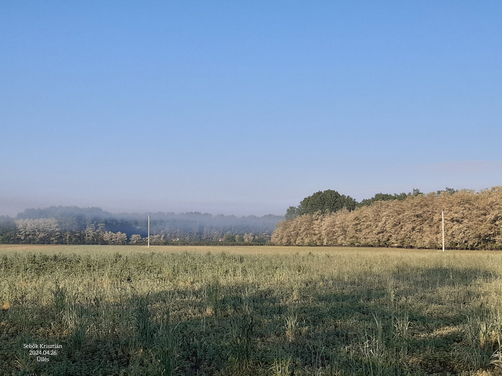 Ködös táj a Rózsa dűlőben Üllés, 2025.04.26.