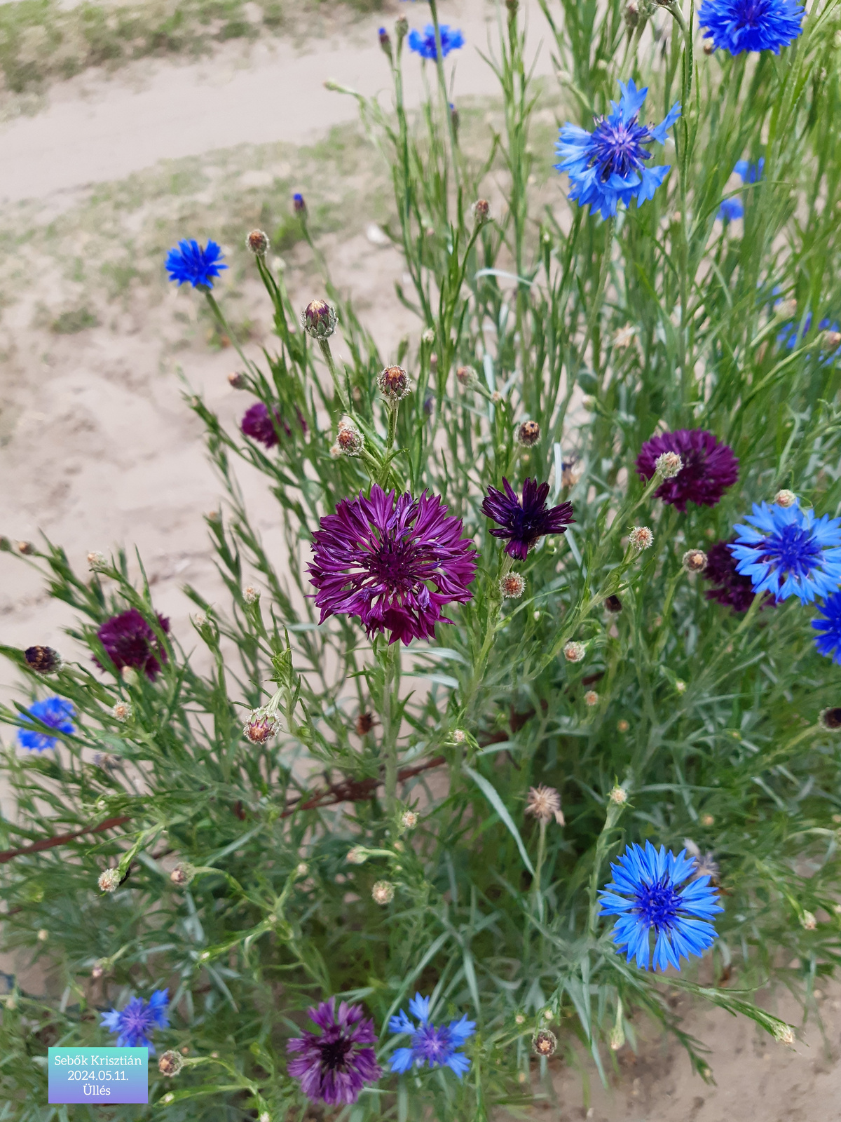 Lila és kék búzavirág Üllés, 2024.05.11.
