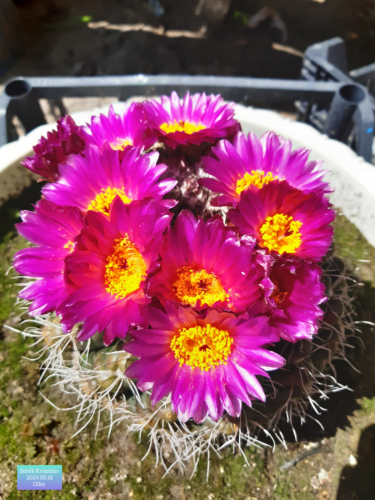 Virágos gömb kaktusz Üllés, 2024.05.18.