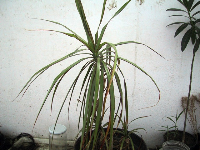 Dracaena