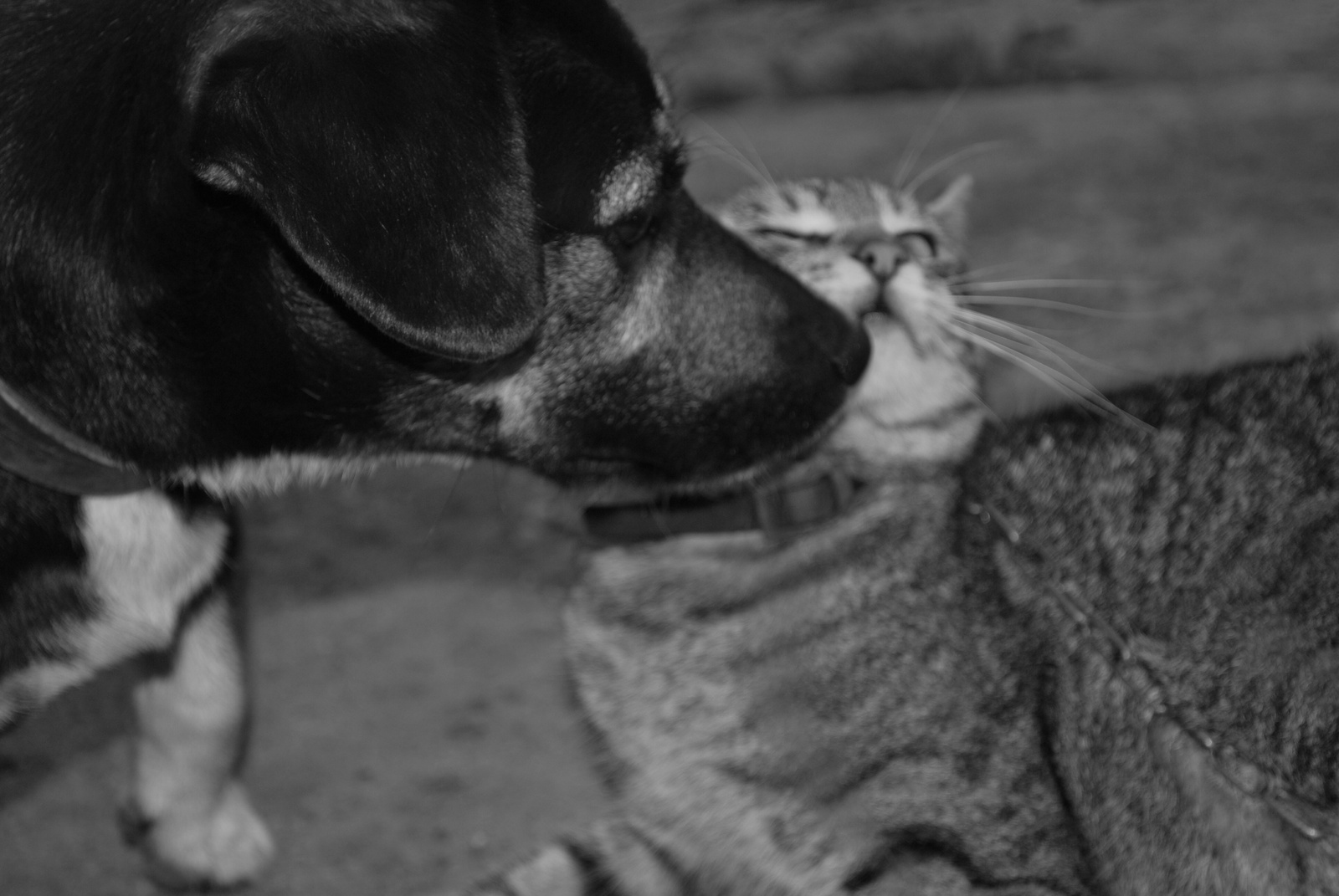 Kutya-macska szerelem
