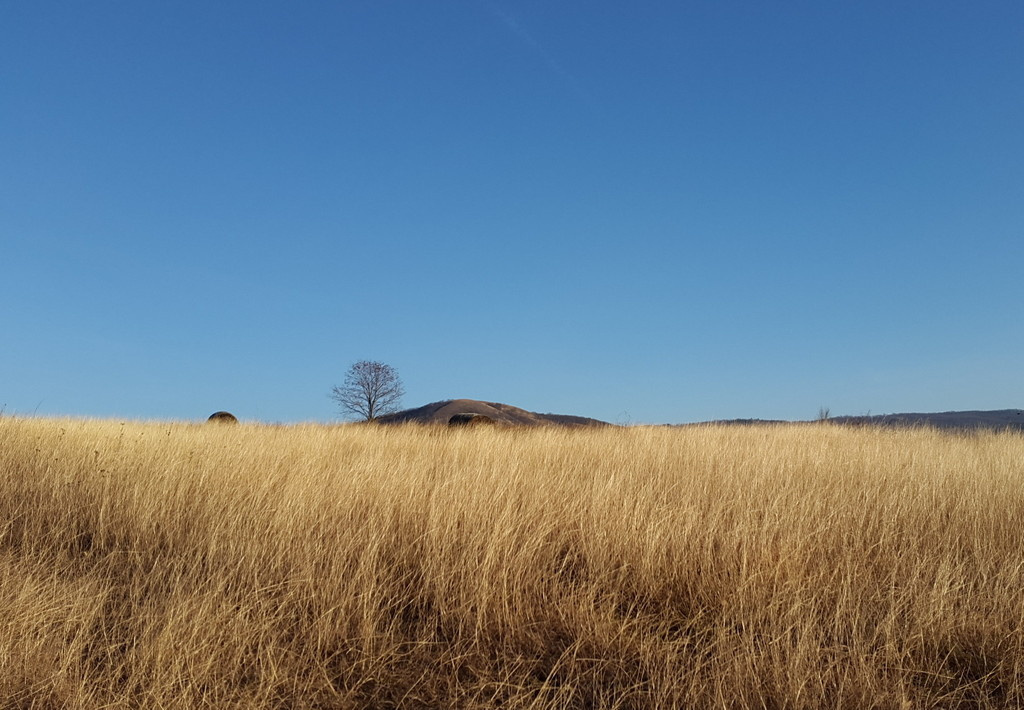 cameringo 20161204 142929