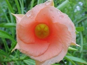 thevetia peruviana peach1