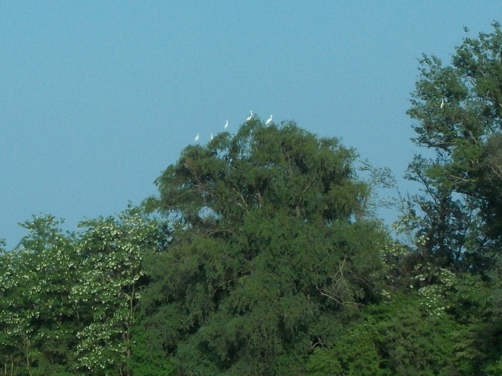 Kócsagok avagy öten a fa tetején