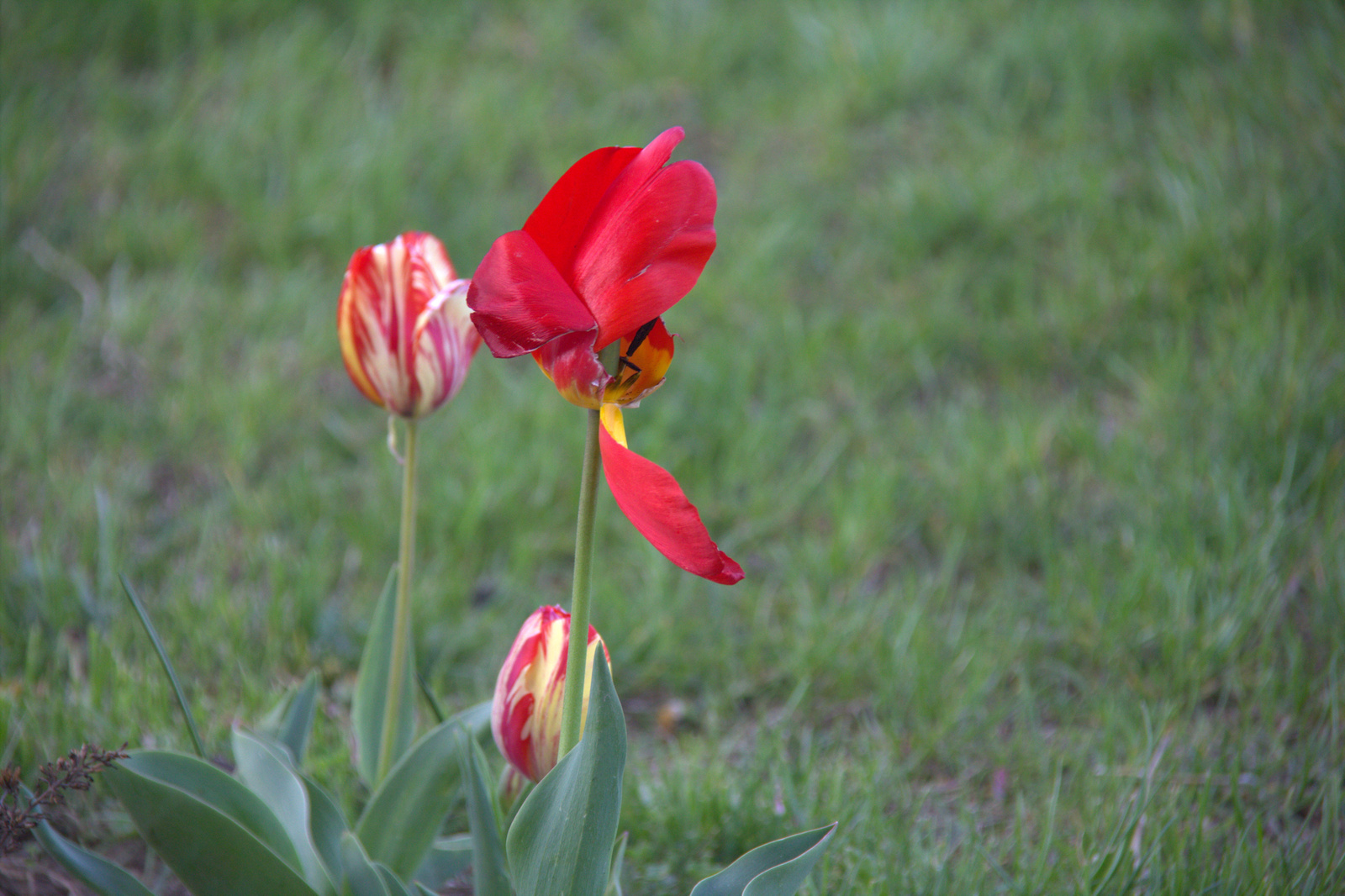 Szélfújta tulipán