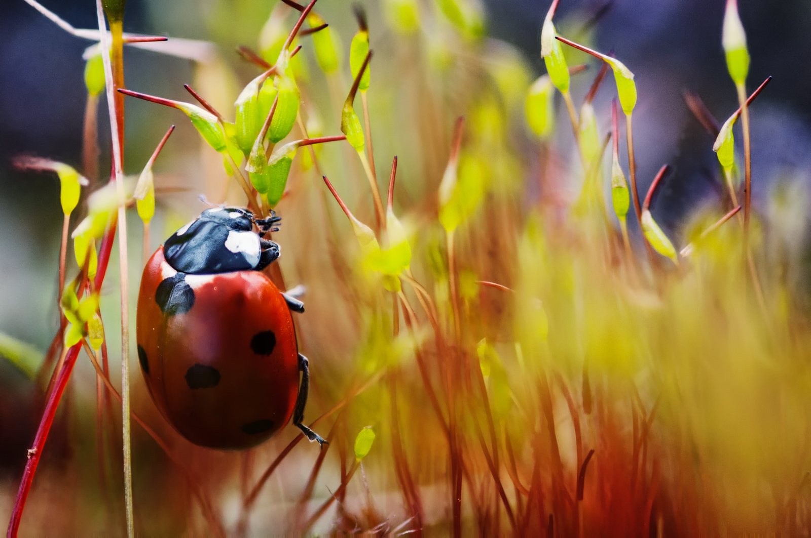 ladybug