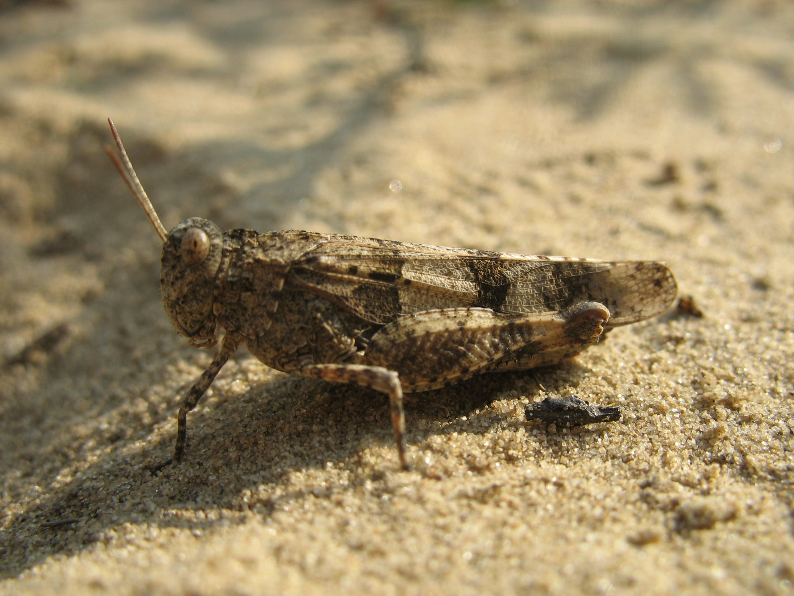 Kékszárnyú sáska (Oedipoda coerulescens) nősténye