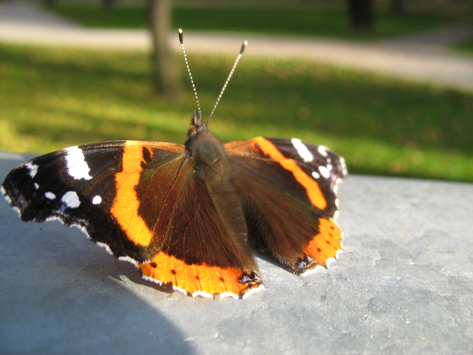 Atalantalepke (Vanessa atalanta)