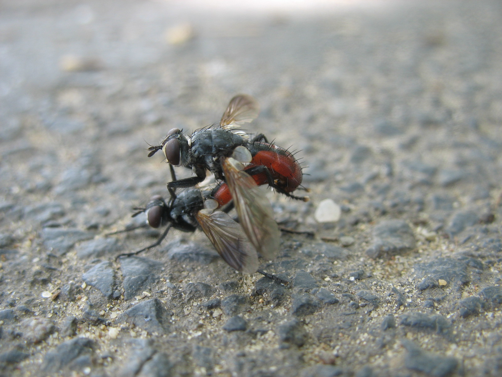 Cylindromyia bicolor párzás közben