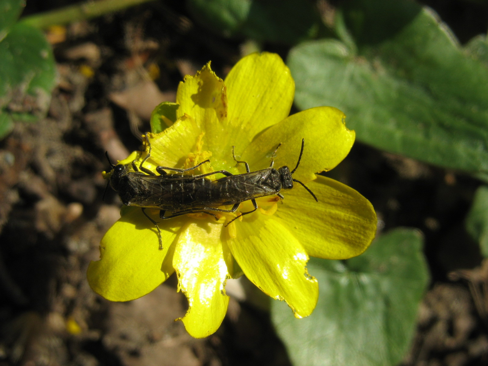 Párzó levéldarazsak (Tenthredinidae sp.)