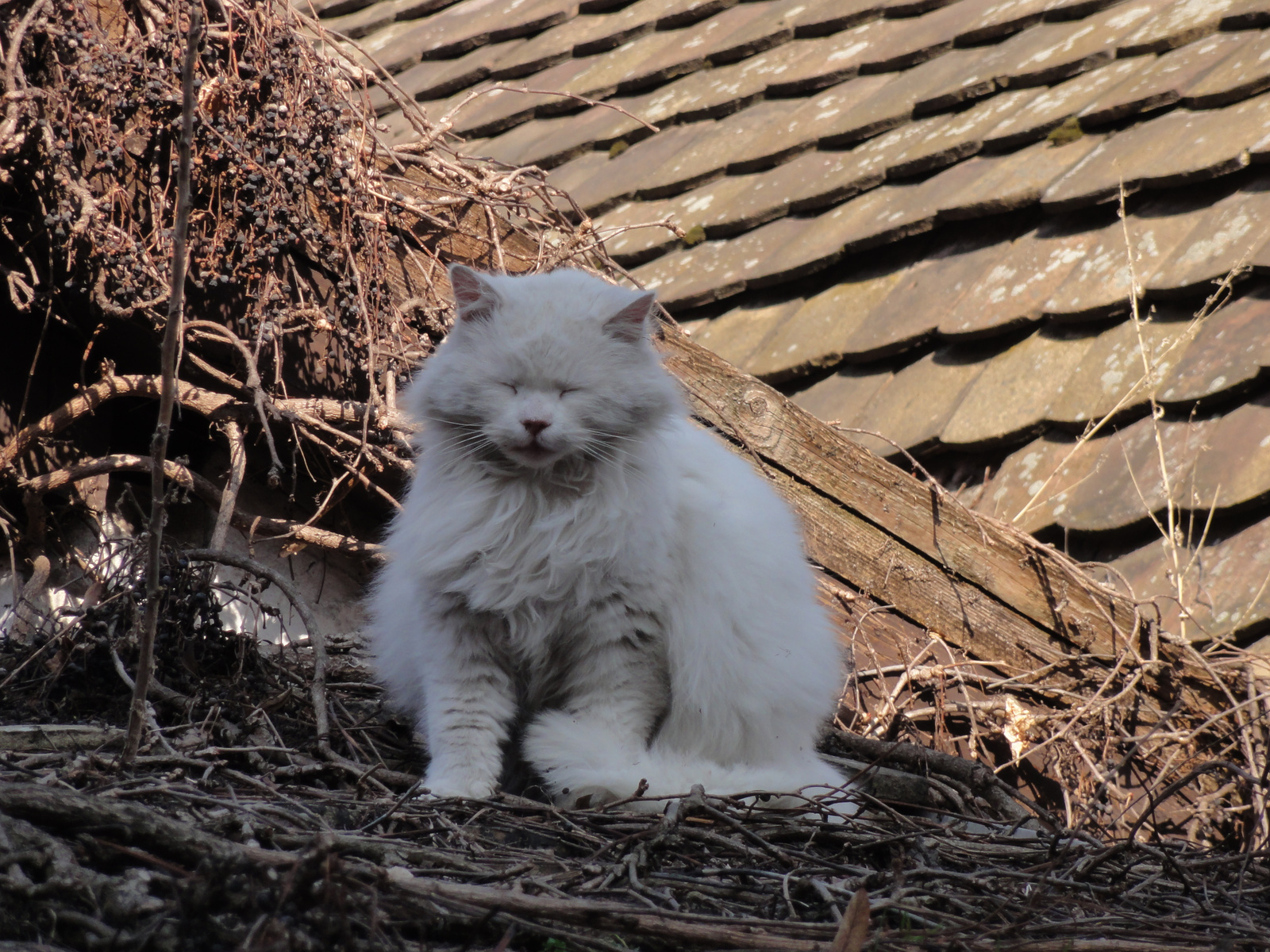 2012.03.18.Szentendre Ébredés.