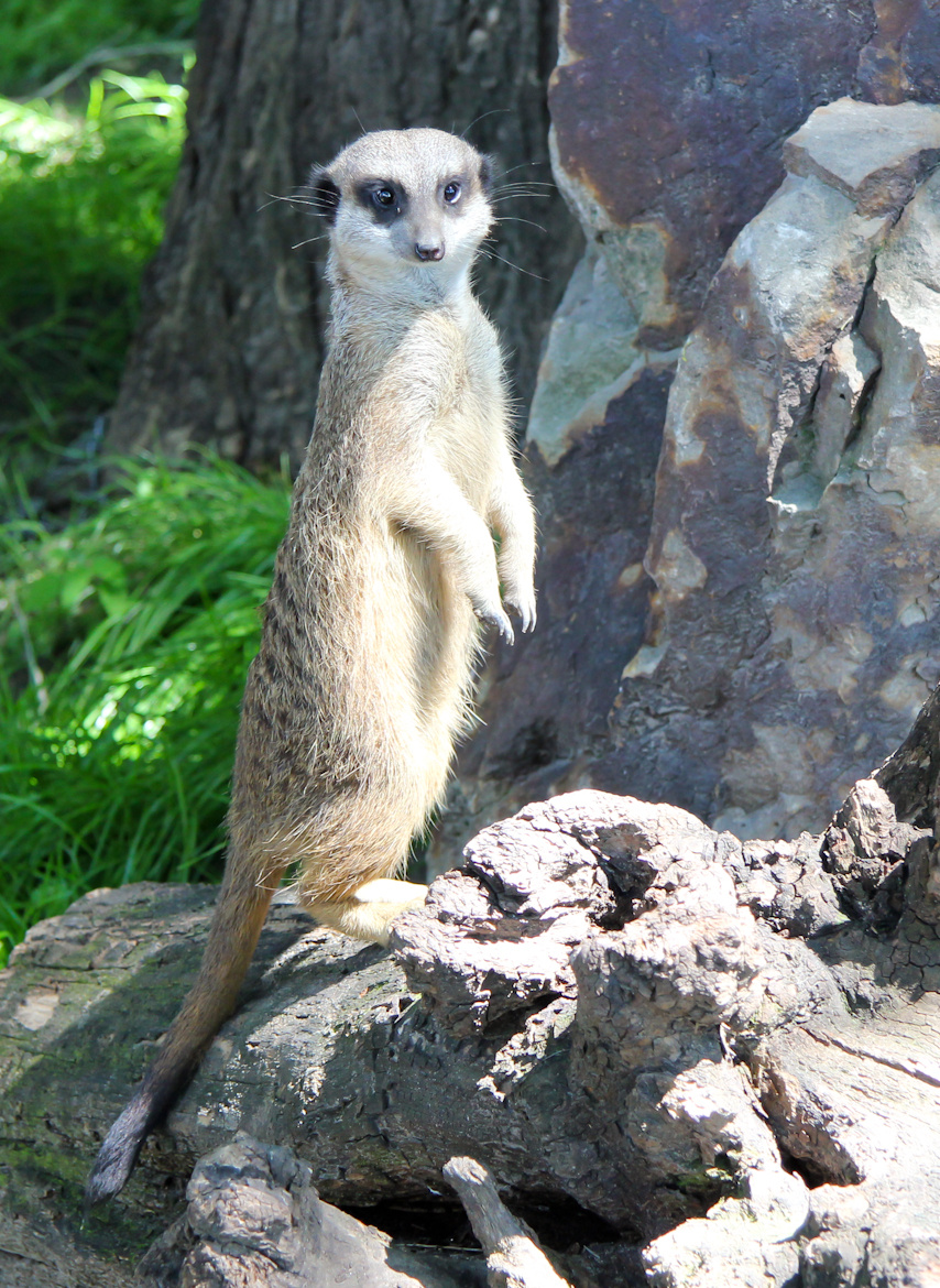 Timon