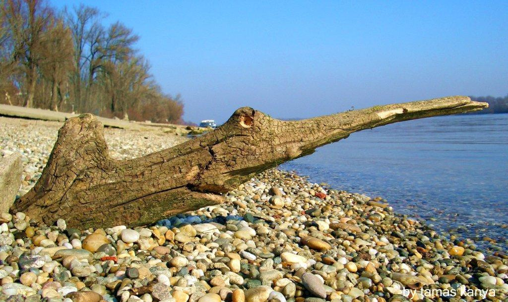 driftwood art in hungary