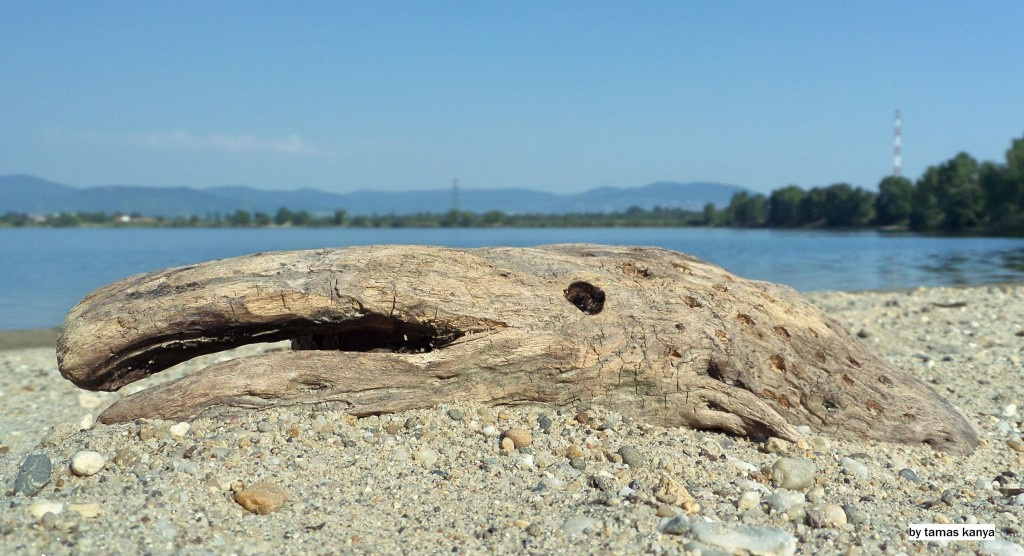 Driftwood art in Hungary by tamas kanya