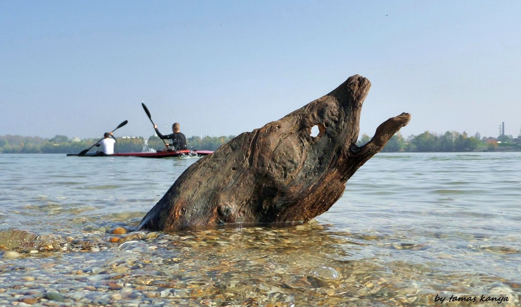 Driftwood art in Hungary by tamas kanya