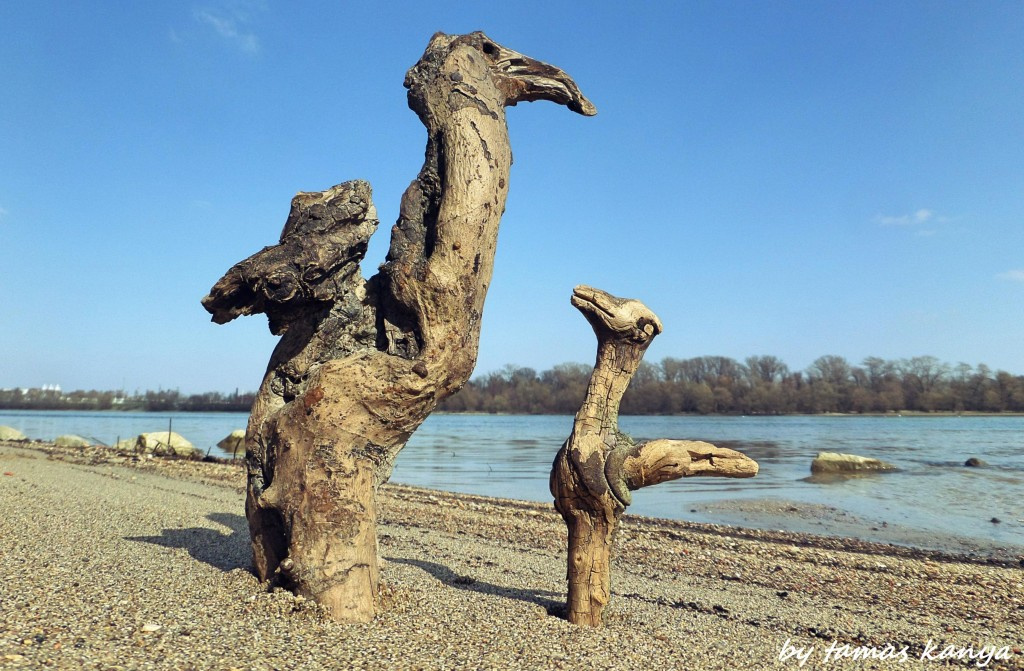 Driftwood art in Hungary by tamas kanya