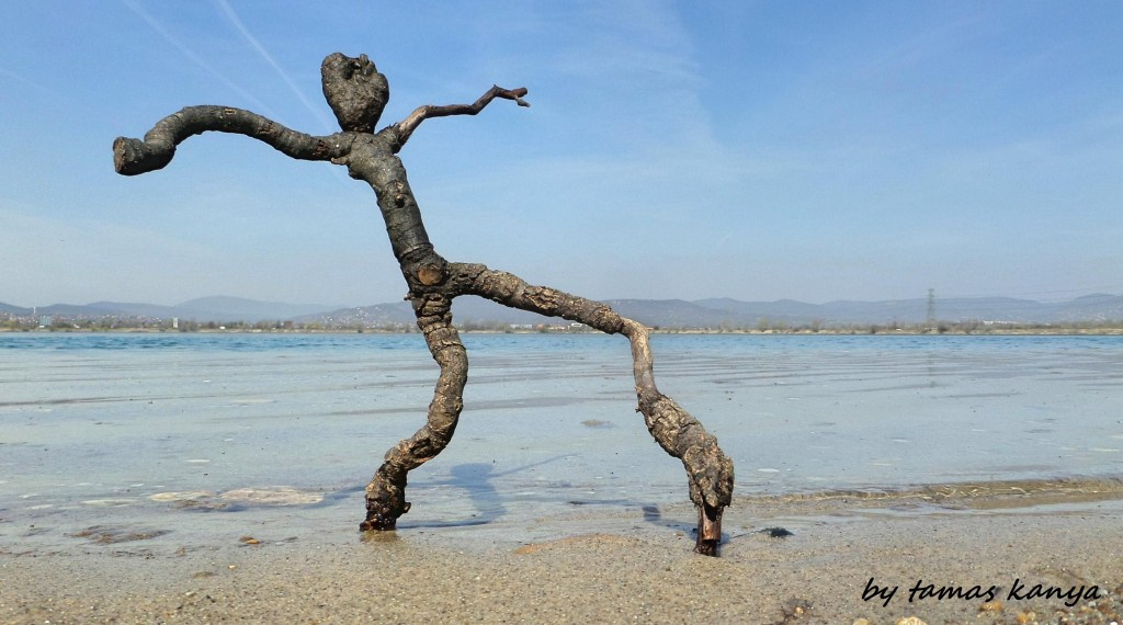 Driftwood art in Hungary by tamas kanya