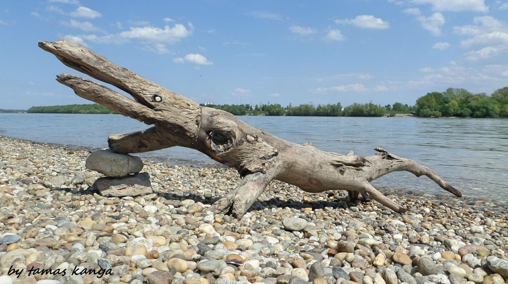 Driftwood art in Hungary by tamas kanya