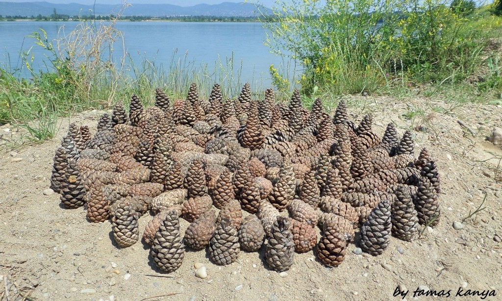 Land art from Hungary by tamas kanya