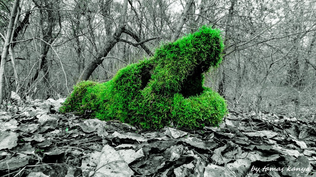 land art from Hungary by tamas kanya