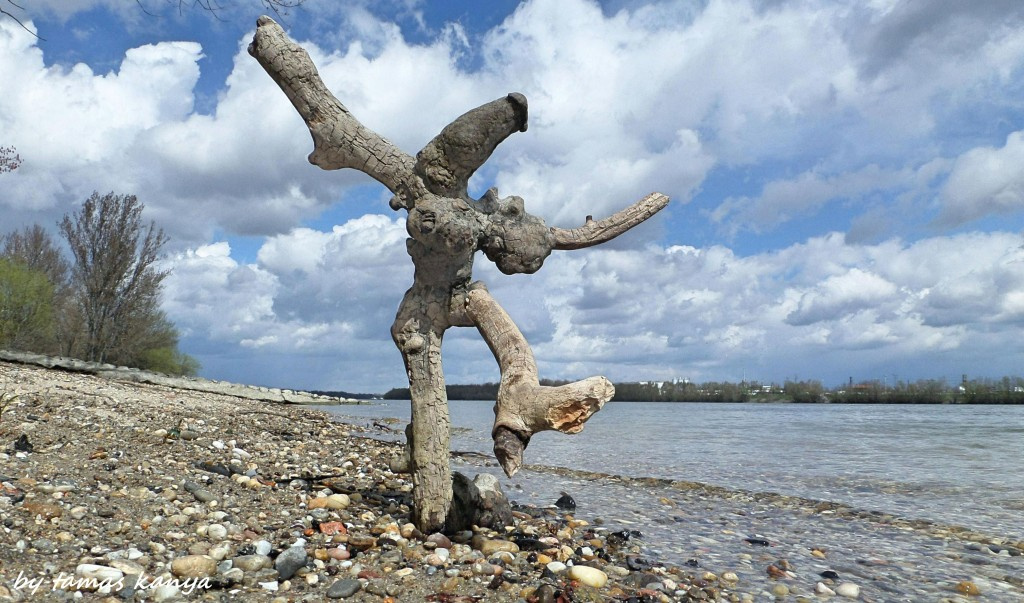 Driftwood art from Hungary by tamas kanya