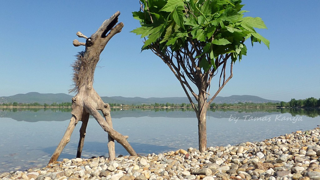 Driftwood art from Hungary by tamas kanya