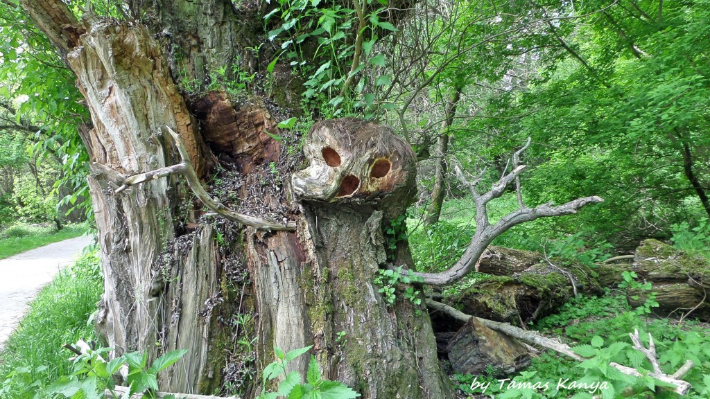 Tree face from Hungary by tamas kanya