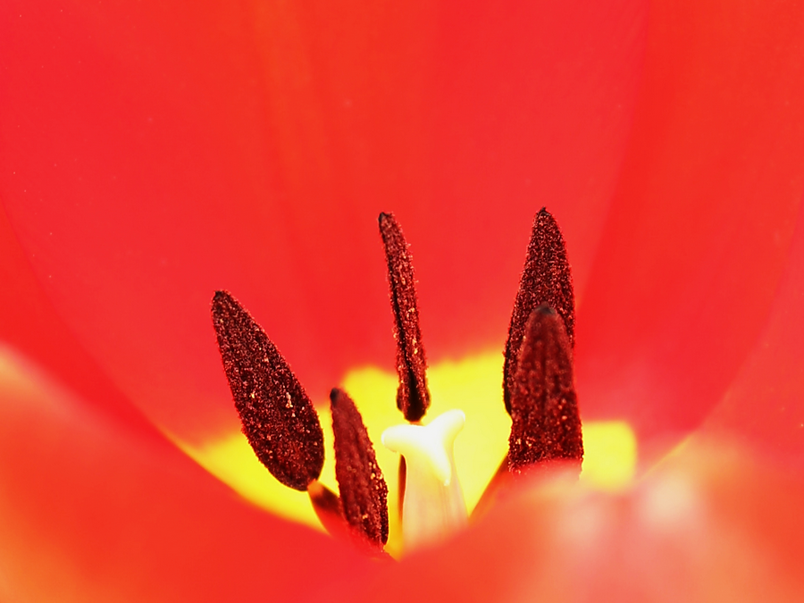 tulipán bibe...