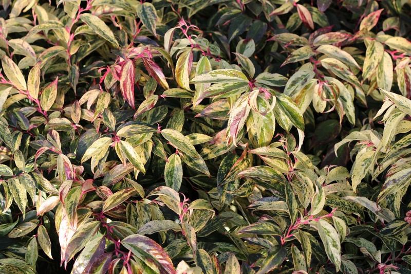 LEUCOTHOE RAINBOW 40-50 CLT4