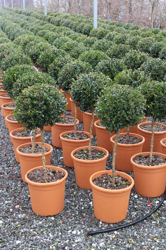 BUXUS MICROPHYLLA FAULKNER 1-4T 40+ CLT25