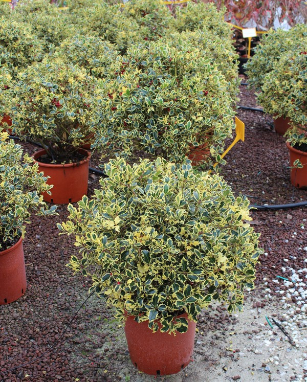 ILEX AQUIFOLIUM ARGENTEA MARGINATA 50-60 CLT18