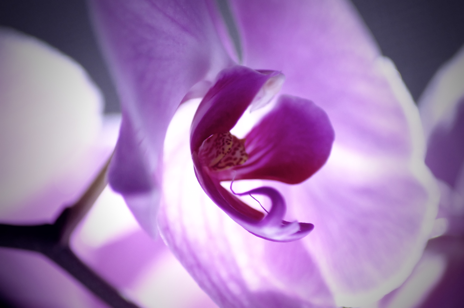 Orchidea másképp