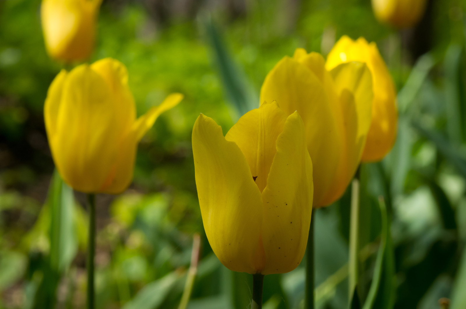 Húsvéti tulipánok