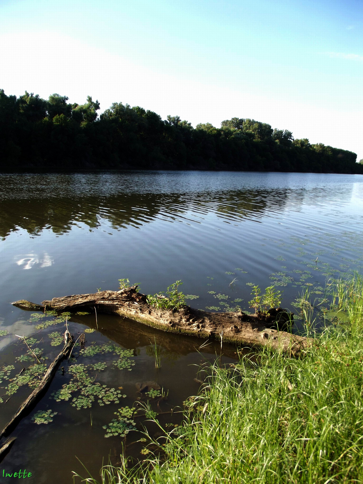 Tisza-holtág