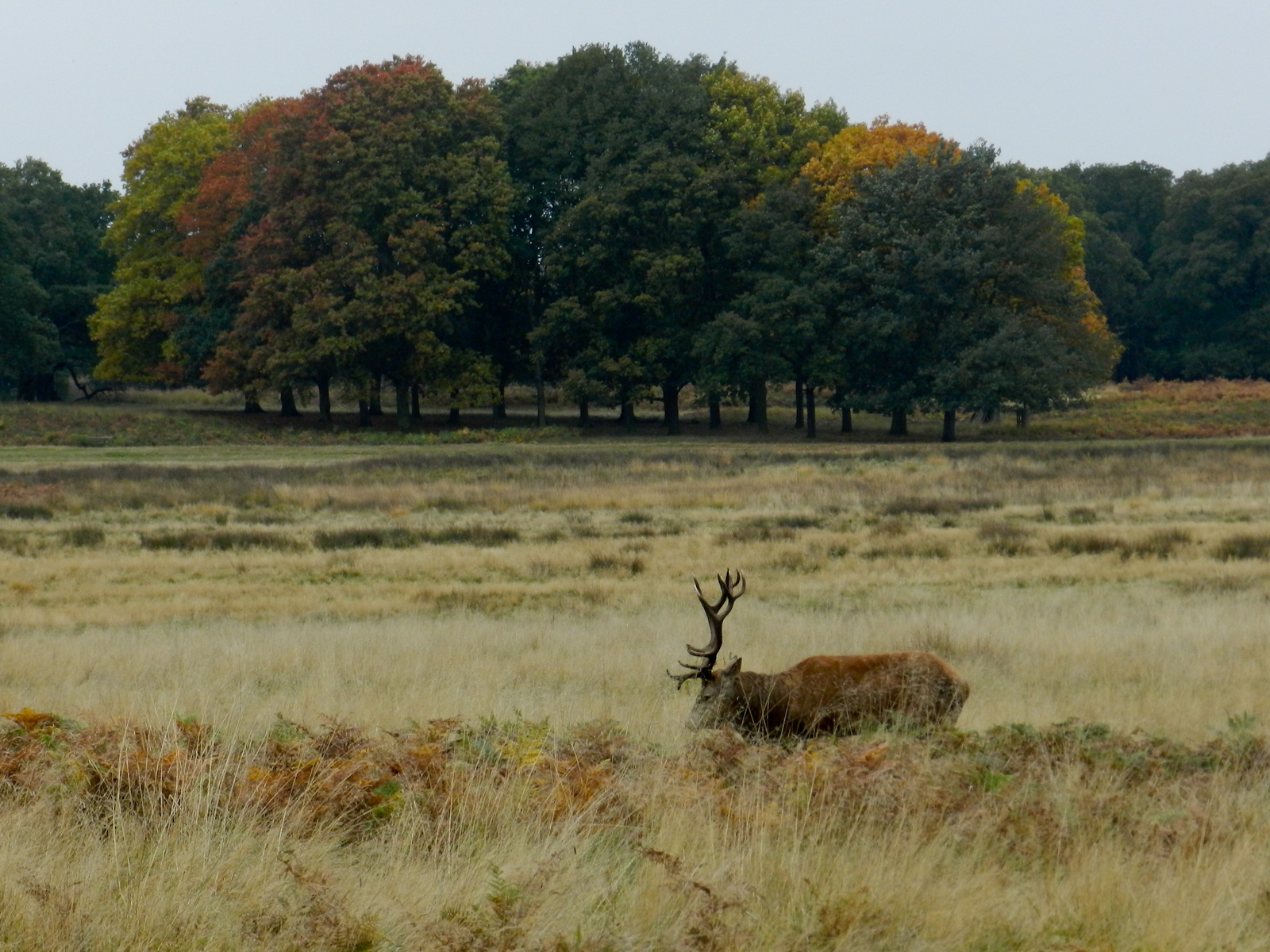 Kirándulás - Richmond park 20121021 095