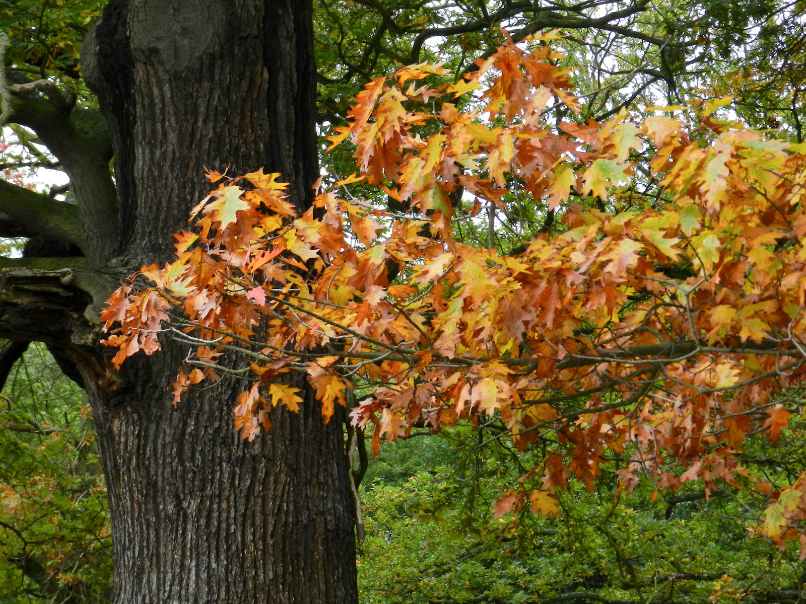 Kirándulás - Richmond park 20121021 101