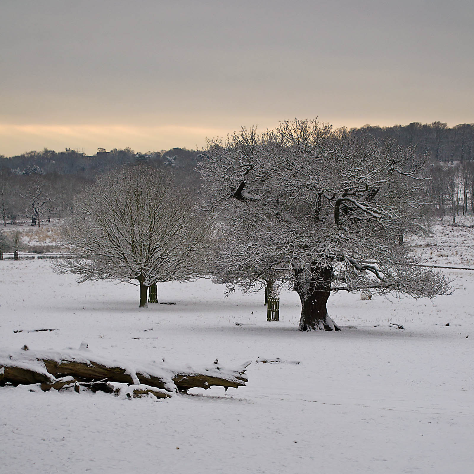 Havas Richmond park 20130121 227