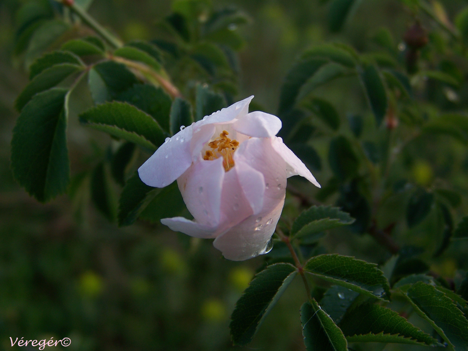 Rosa spinosissima