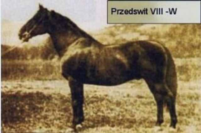 PRZEDSWIT VIII