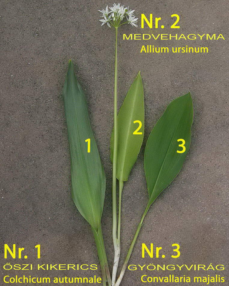 Medvehagyma Allium ursinum23