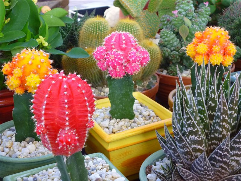 Színes kaktuszok