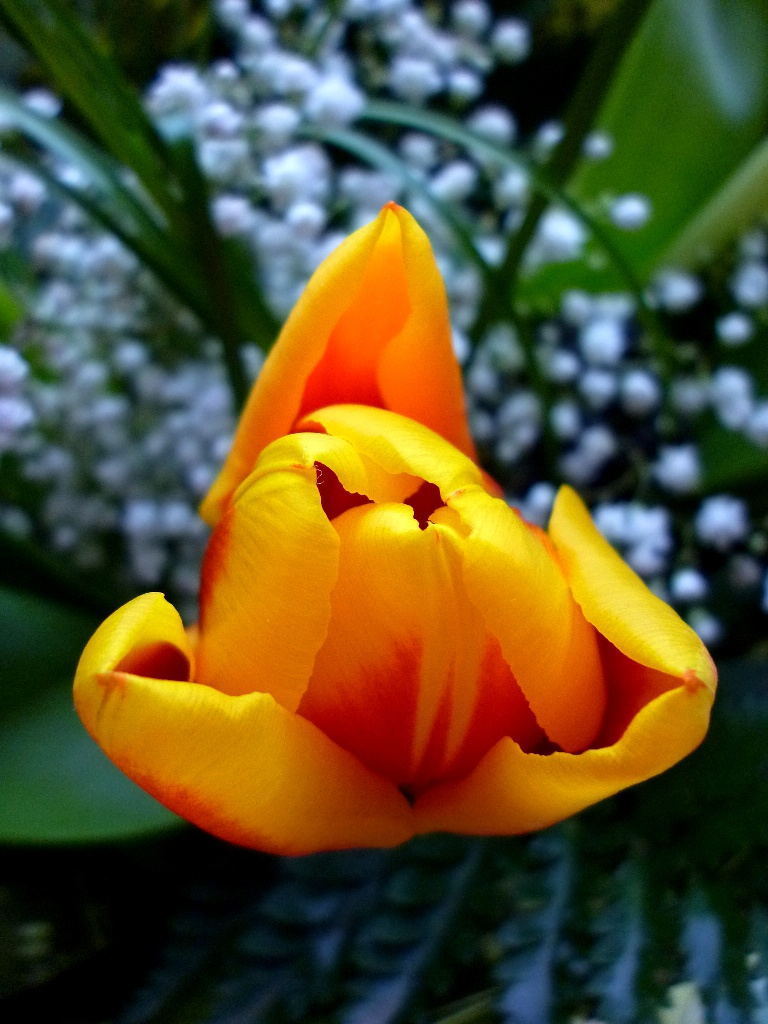 Tulipánom