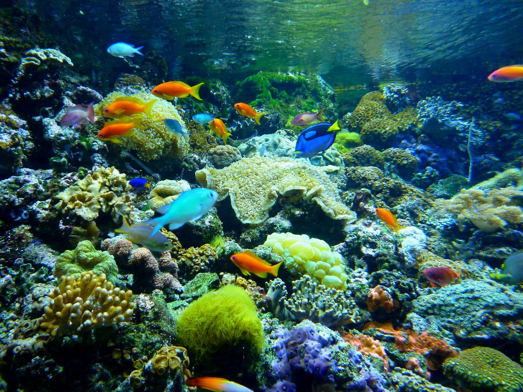 Élő kő, korall sokasága