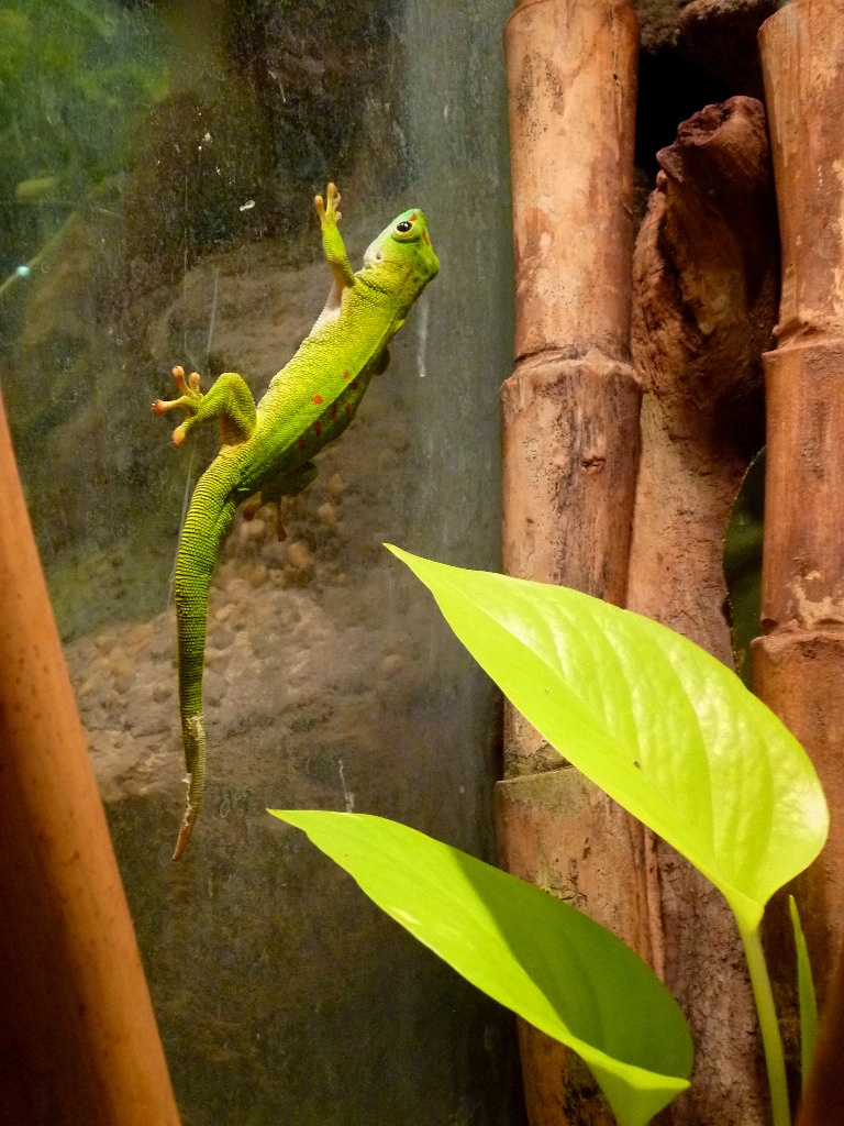 Madagaszkári nappali gekkó