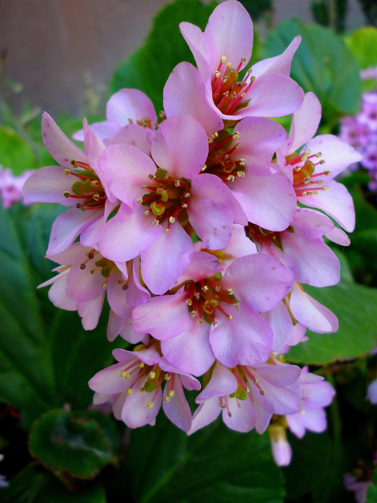 Bergenia