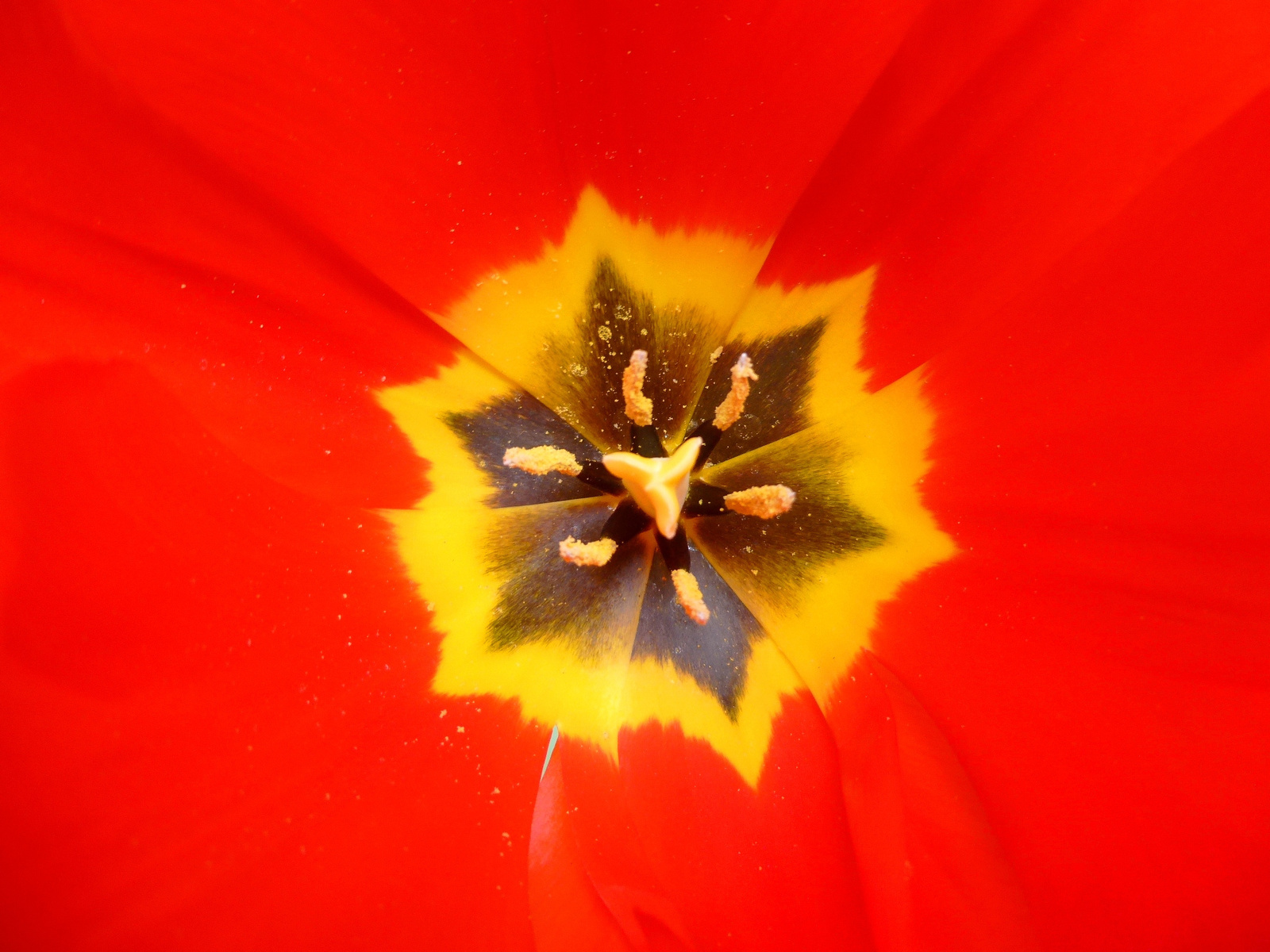 Tulipán bibéje és porzói